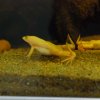 Glatter-Krallen-Frosch
