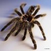 Kraushaar-Vogelspinne