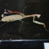 Riesenmantis