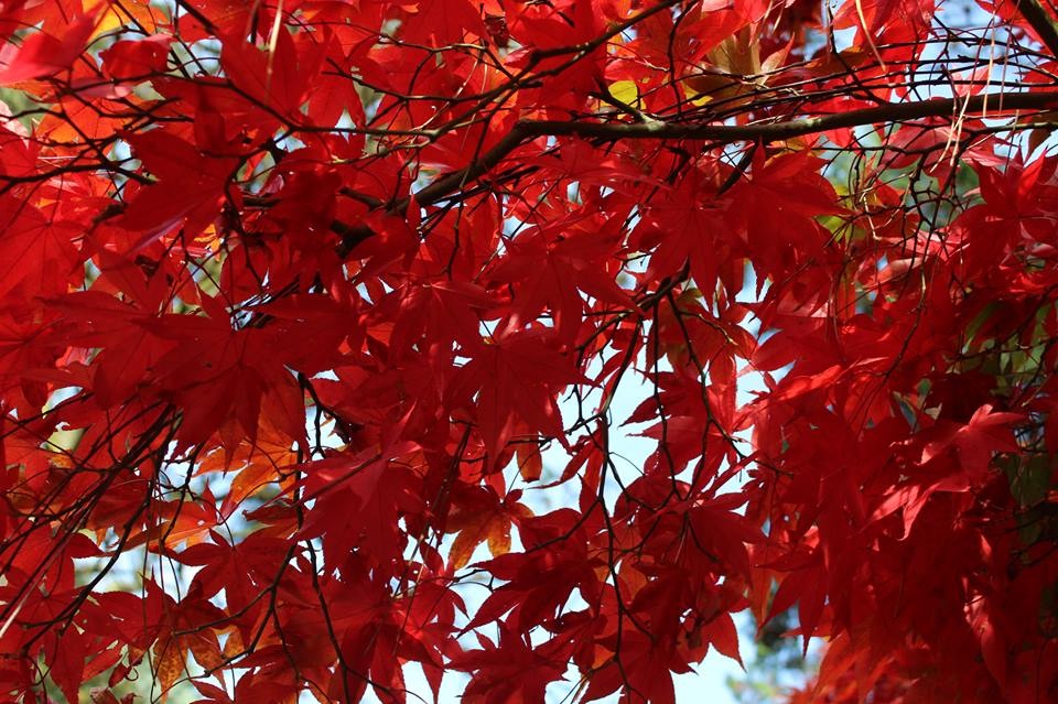 foto herbst