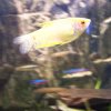 fadenfisch
