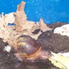 Große Achatschnecke